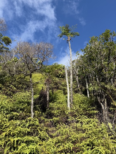 Cyathea affinis
