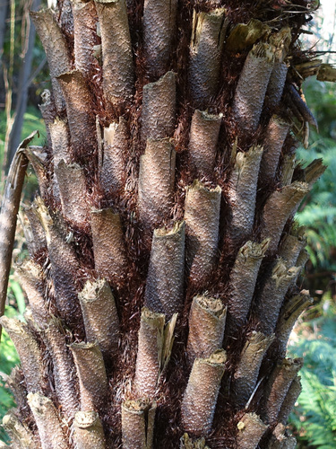 Cyathea australis (Rough tree fern) — photo