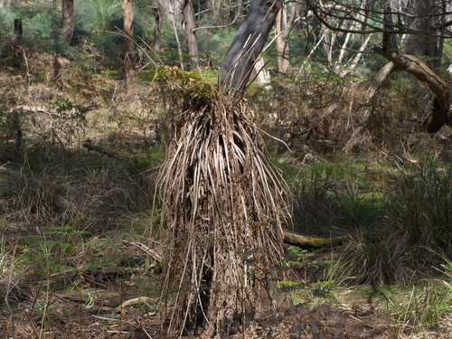 Cyathea australis (Rough tree fern) — photo