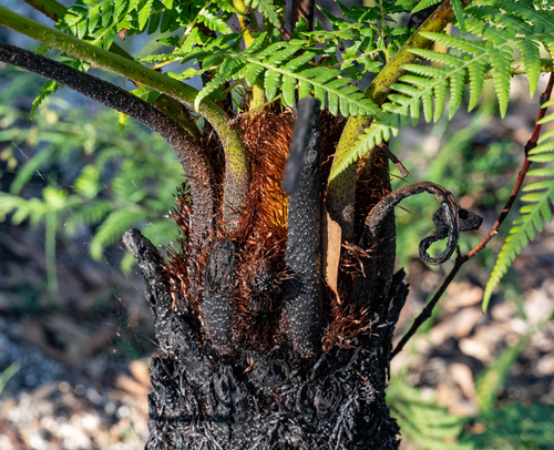Cyathea australis