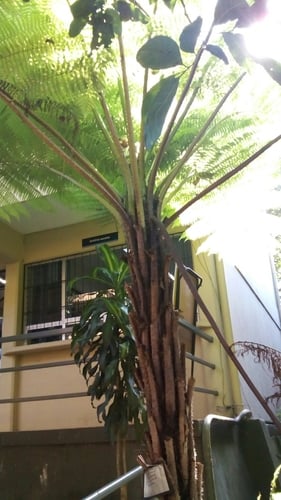 Cyathea bicrenata (Bicrenate treefern) — photo