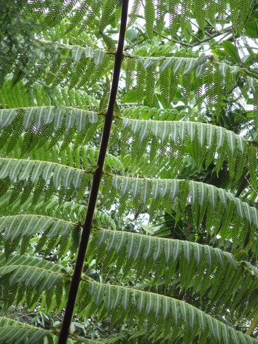 Cyathea bicrenata (Bicrenate treefern) — photo