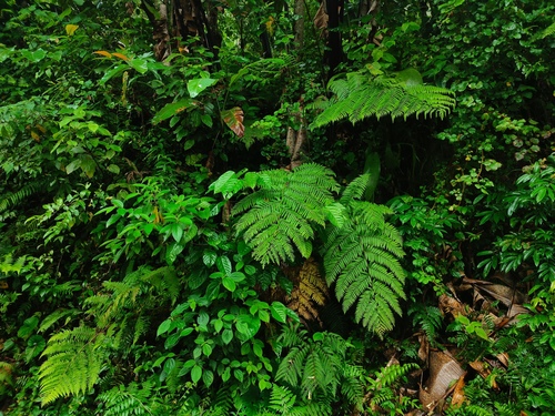 Cyathea brunoniana — photo