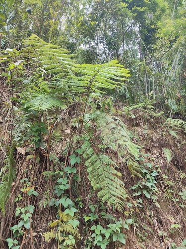 Cyathea brunoniana