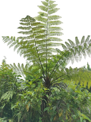 Cyathea brunoniana — photo