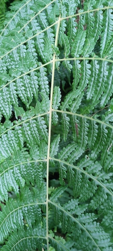 Cyathea camerooniana