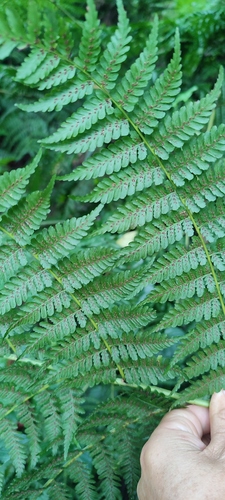 Cyathea camerooniana — photo