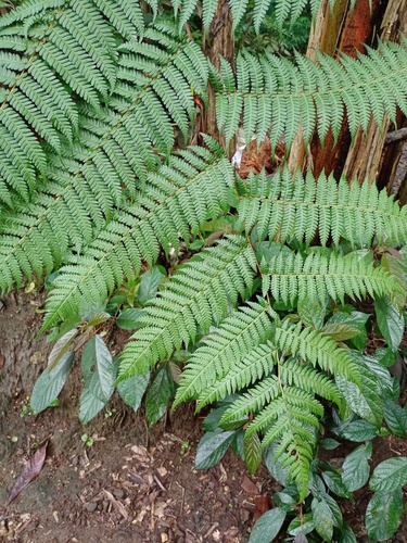 Cyathea contaminans (Blue tree fern) — photo
