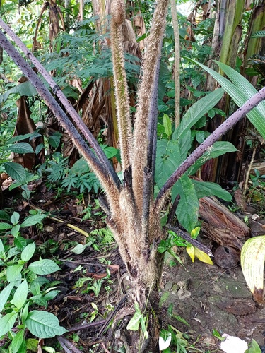 Cyathea contaminans (Blue tree fern) — photo