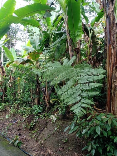 Cyathea contaminans