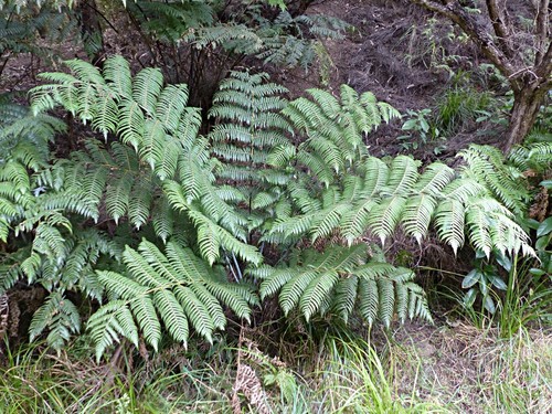 Cyathea dealbata (Tree fern) — photo