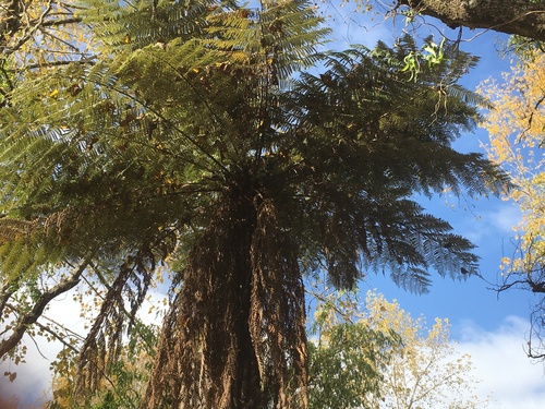Cyathea dealbata (Tree fern) — photo