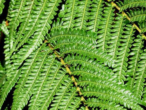 Cyathea dregei (Cape tree fern) — photo