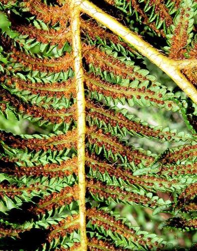 Cyathea dregei (Cape tree fern) — photo
