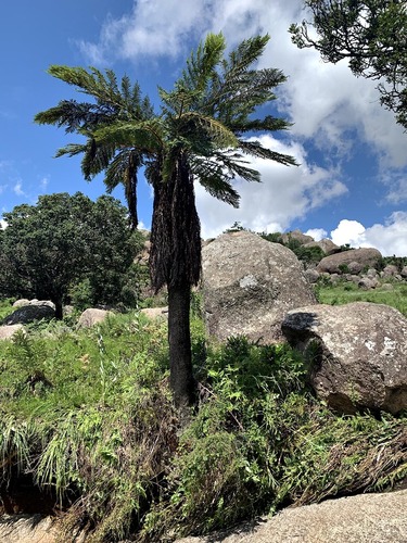 Cyathea dregei
