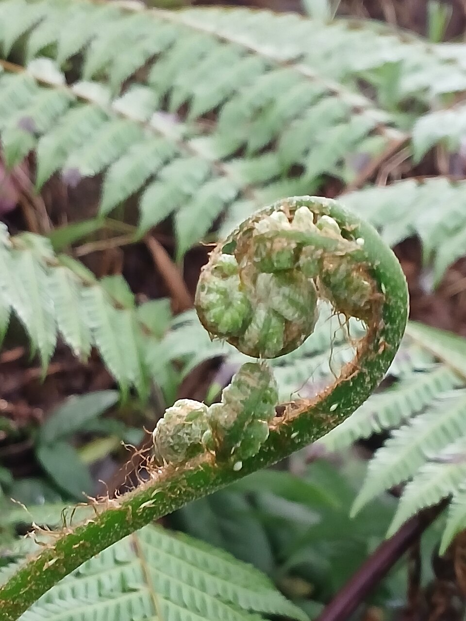 Cyathea gigantea (Giant tree fern) — photo