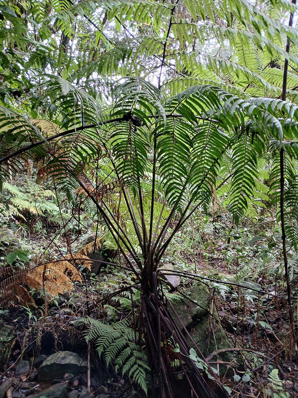 Cyathea gigantea (Giant tree fern) — photo