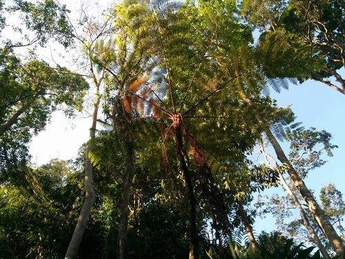 Cyathea gigantea