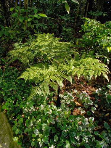 Cyathea latebrosa (Scaly tree fern) — photo