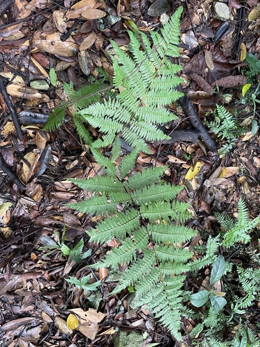 Cyathea latebrosa (Scaly tree fern) — photo