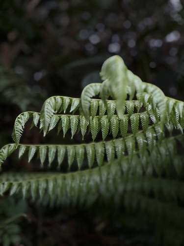Cyathea latebrosa