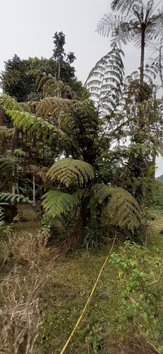 Cyathea manniana (Spiny tree fern) — photo
