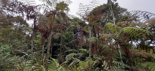Cyathea manniana (Spiny tree fern) — photo
