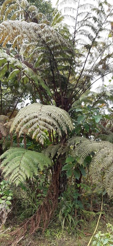 Cyathea manniana