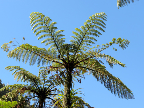 Cyathea medullaris (Black tree fern) — photo