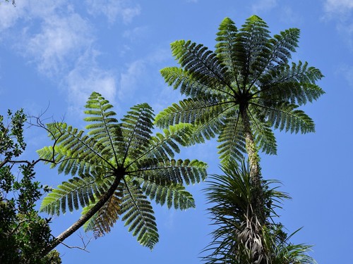 Cyathea medullaris (Black tree fern) — photo