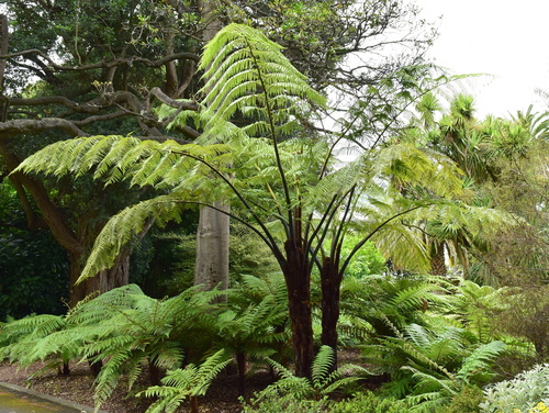 Cyathea medullaris