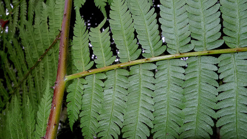 Cyathea microdonta — photo