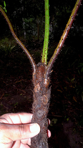 Cyathea microdonta — photo
