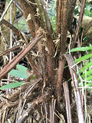 Cyathea podophylla (Rang tientoa co-cuong) — photo