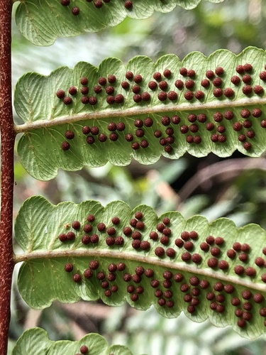 Cyathea podophylla (Rang tientoa co-cuong) — photo