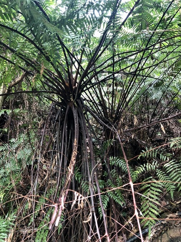 Cyathea podophylla