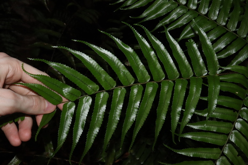 Cyathea rebeccae (Rebecca Tree Fern) — photo