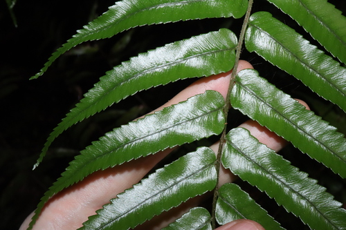 Cyathea rebeccae (Rebecca Tree Fern) — photo
