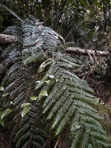 Cyathea rebeccae