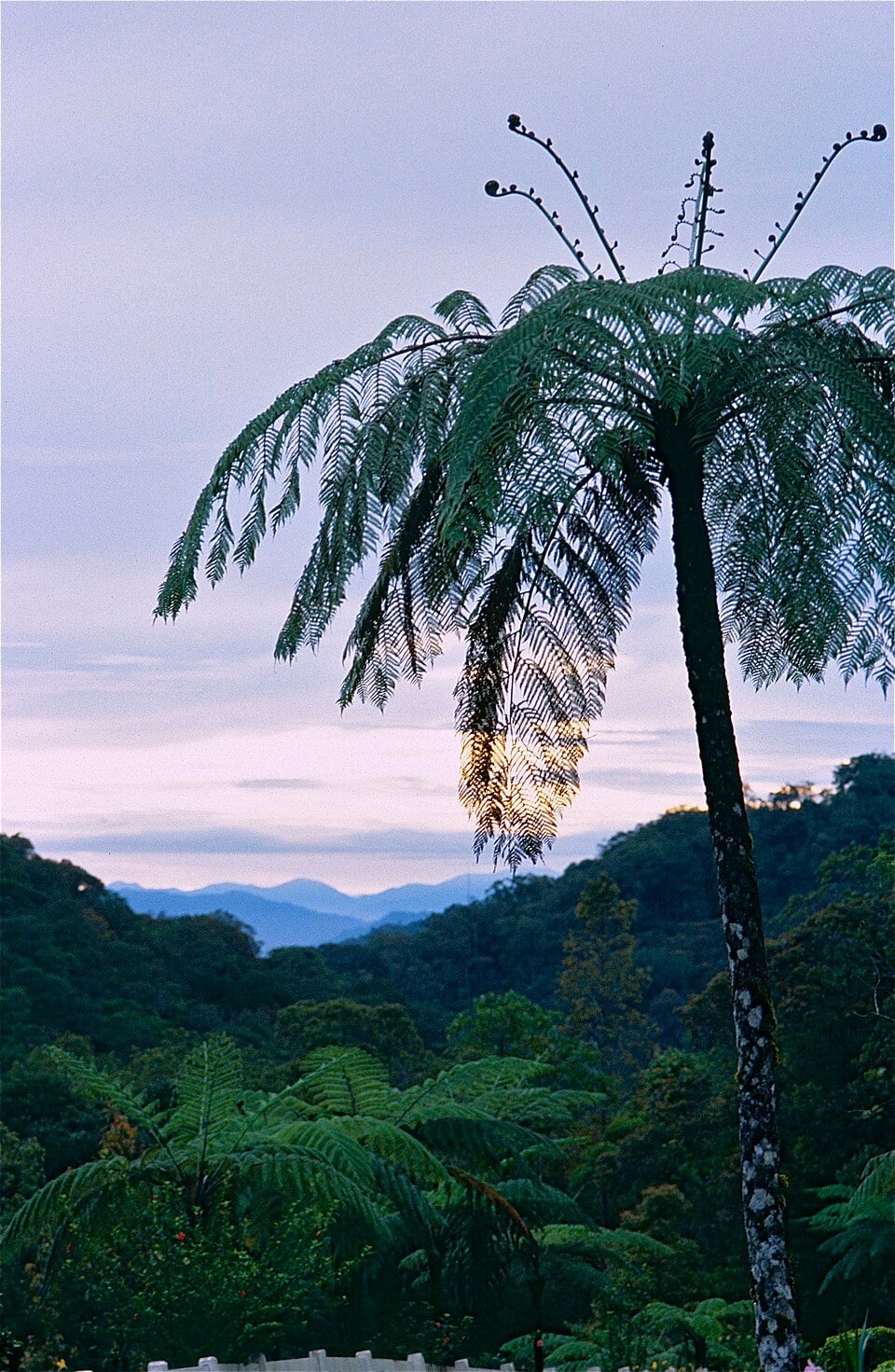 Cyathea sp. (fern) — photo