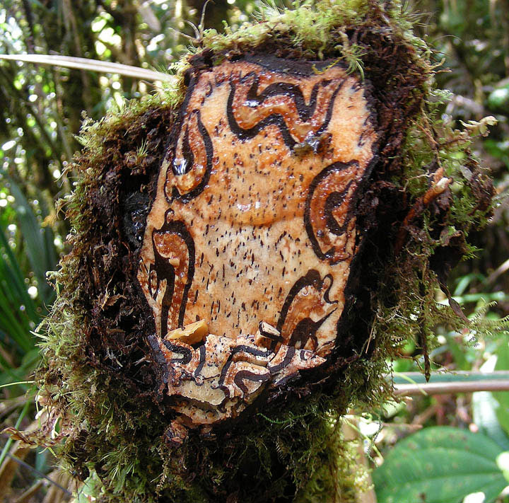Cyathea sp.