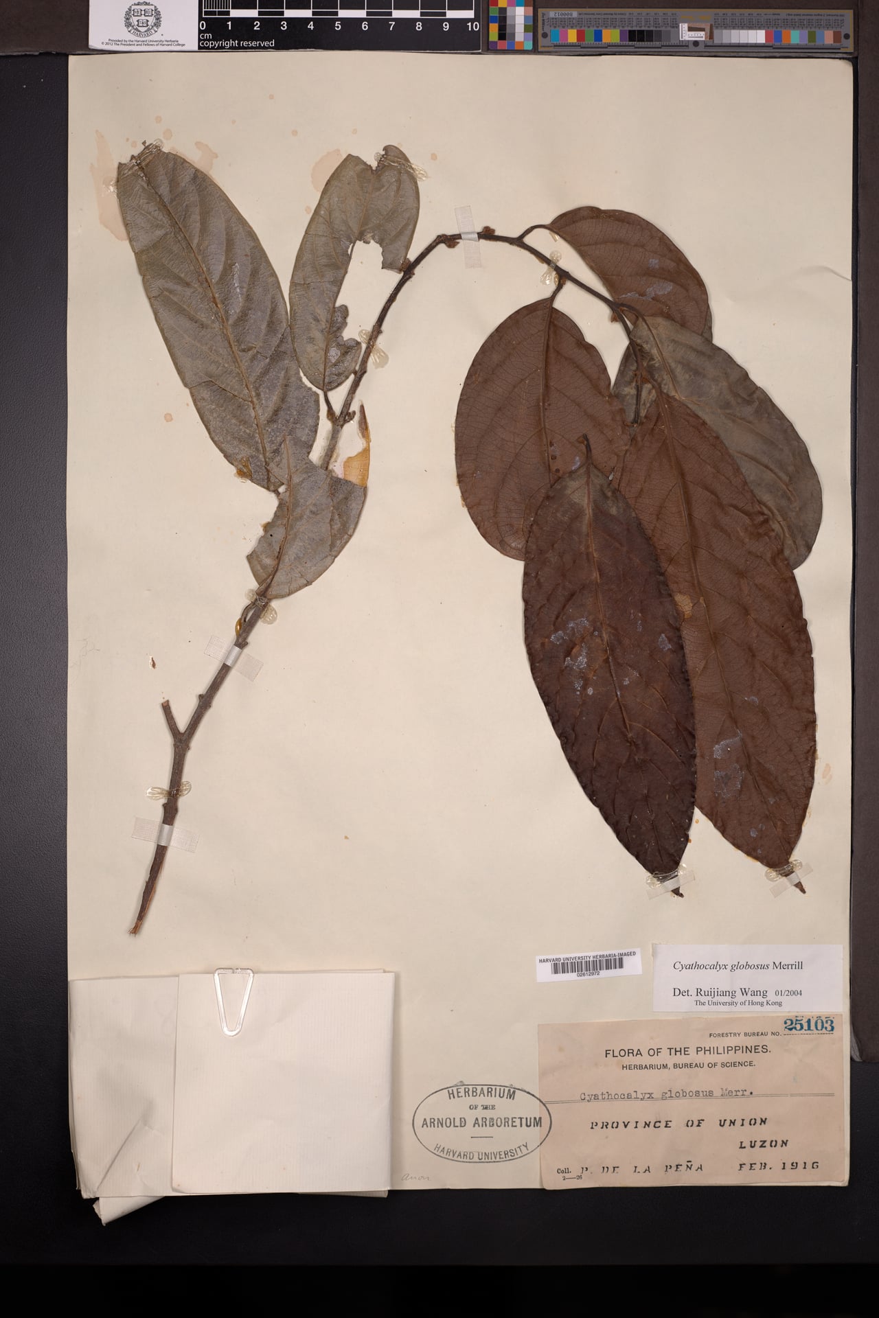 Cyathocalyx globosus (Dalinas) — photo