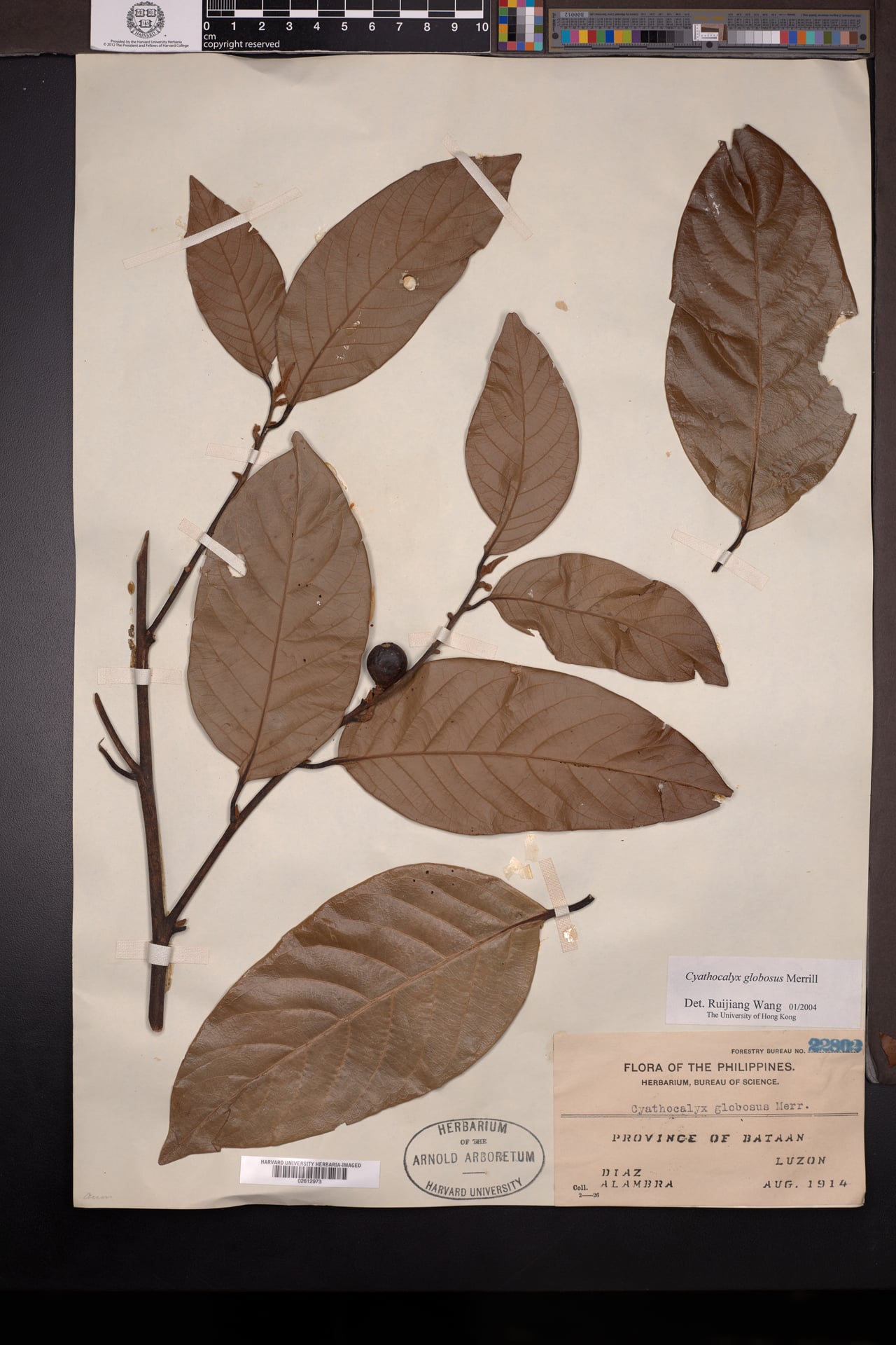 Cyathocalyx globosus (Dalinas) — photo