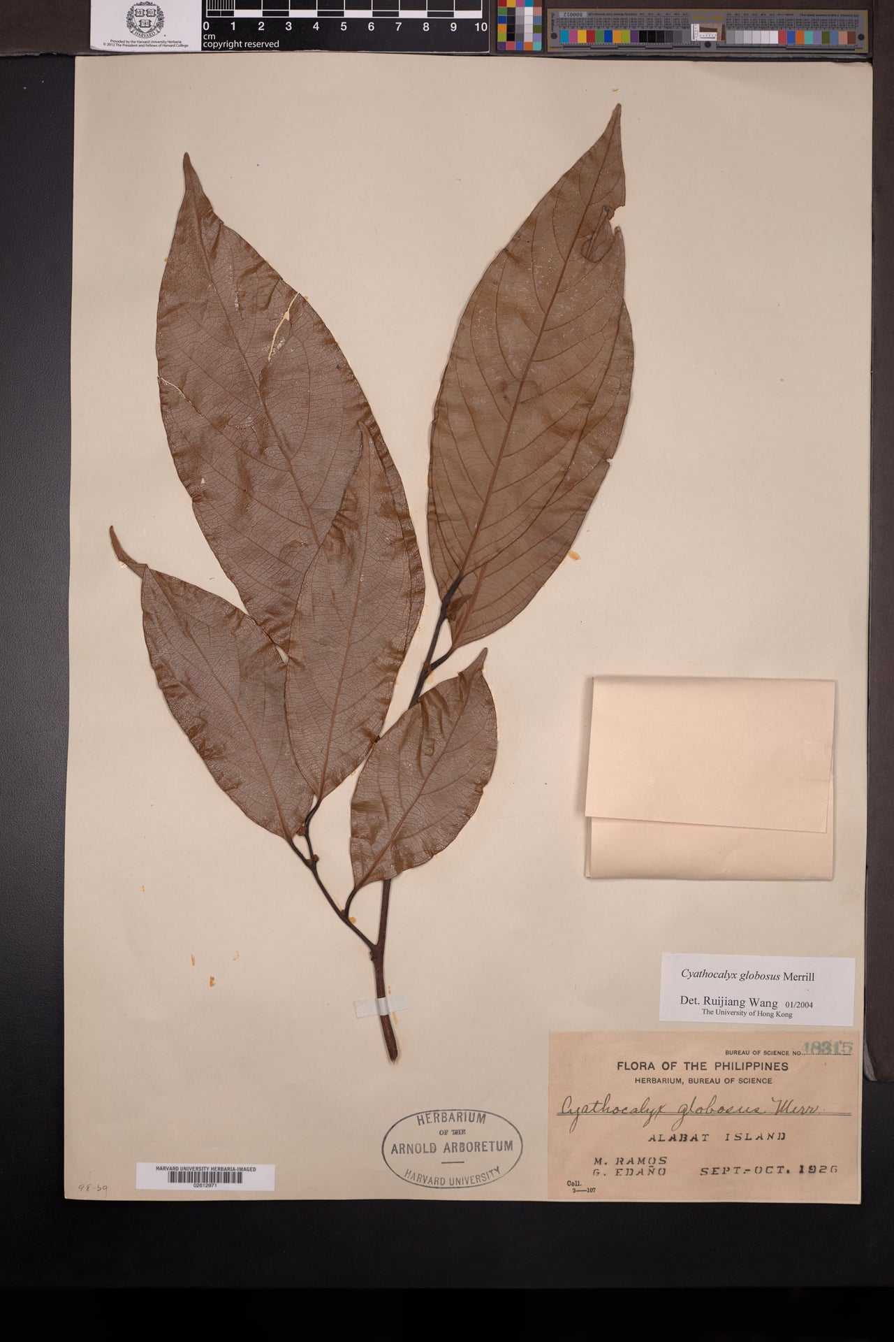Cyathocalyx globosus