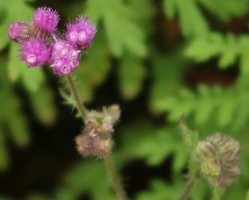 Cyathocline purpurea (Gangrota) — photo