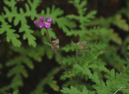 Cyathocline purpurea (Gangrota) — photo