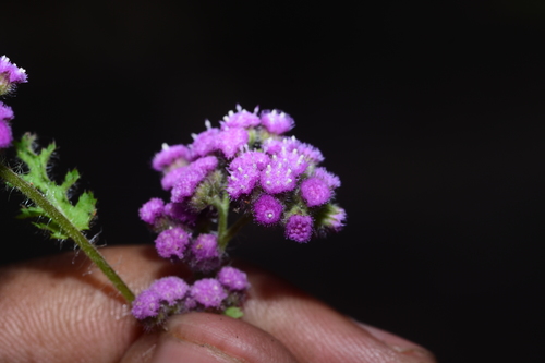 Cyathocline purpurea