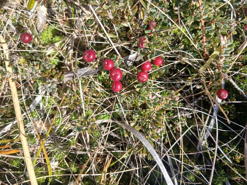 Cyathodes colensoi — photo