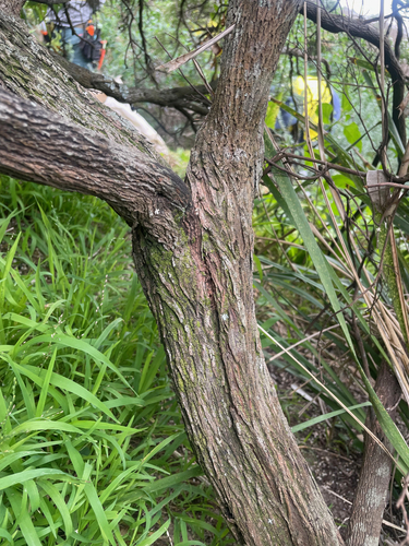 Cyathodes parviflora (Pink mountain berry) — photo