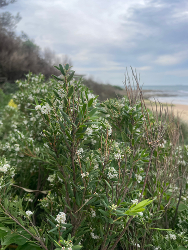 Cyathodes parviflora (Pink mountain berry) — photo